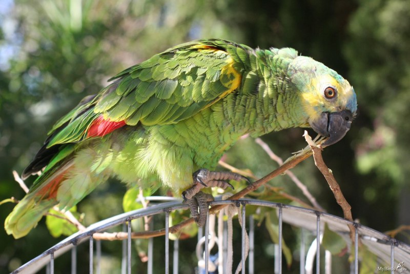 Southern Mealy Parrot