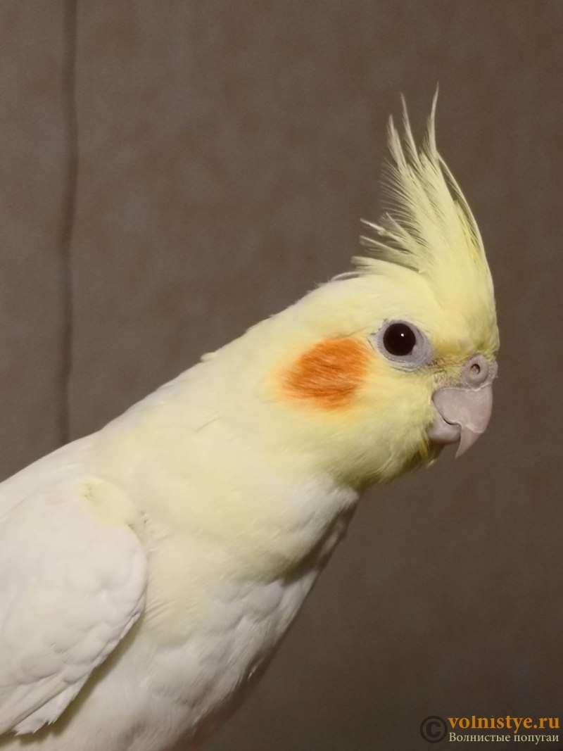 Корелла нимфа самка