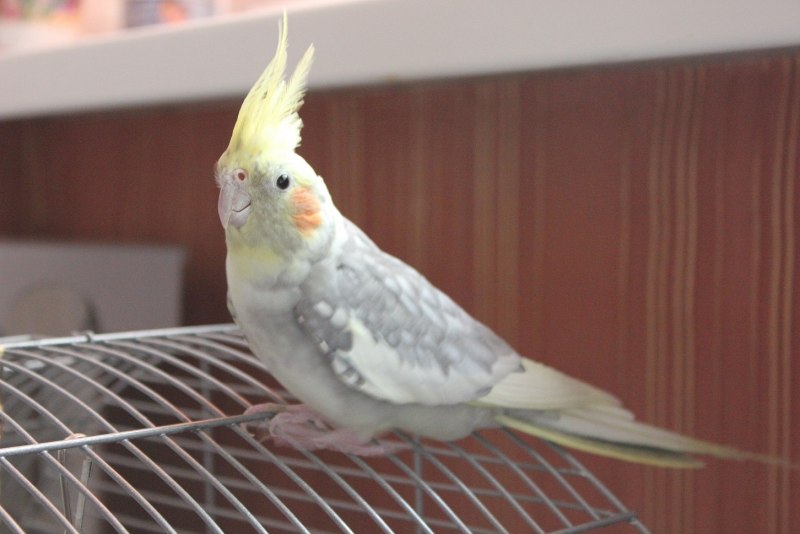 Корелла птенец природник