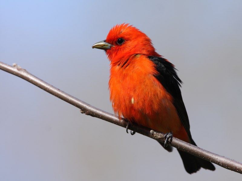 Rufous bellied Niltava