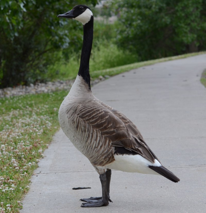 Tofino Goose