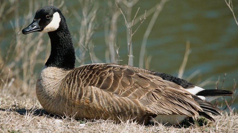Diet Canadian Geese