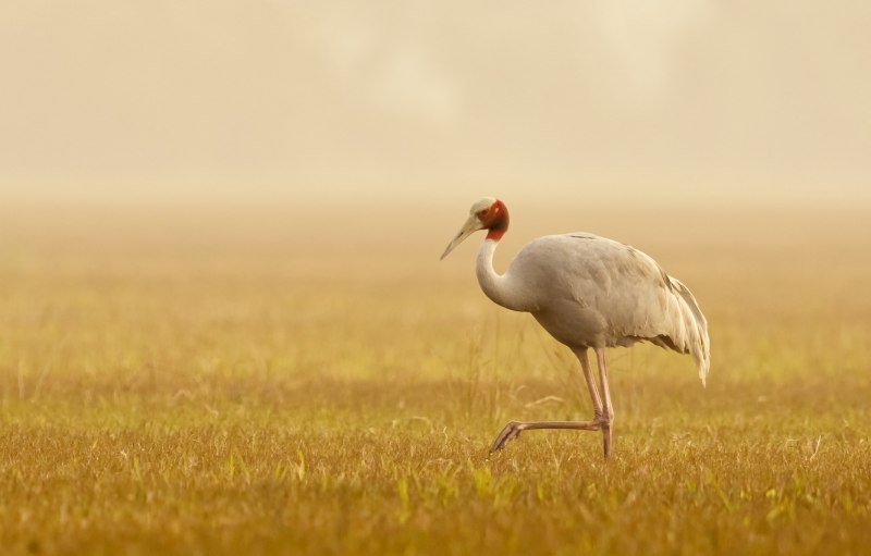 Sarus Crane