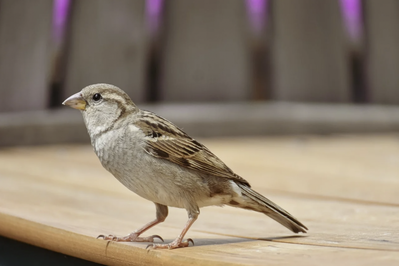 Домовый Воробей (passer domesticus)