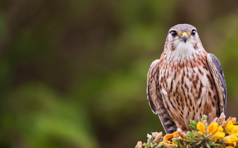 Беркут Aquila chrysaetos