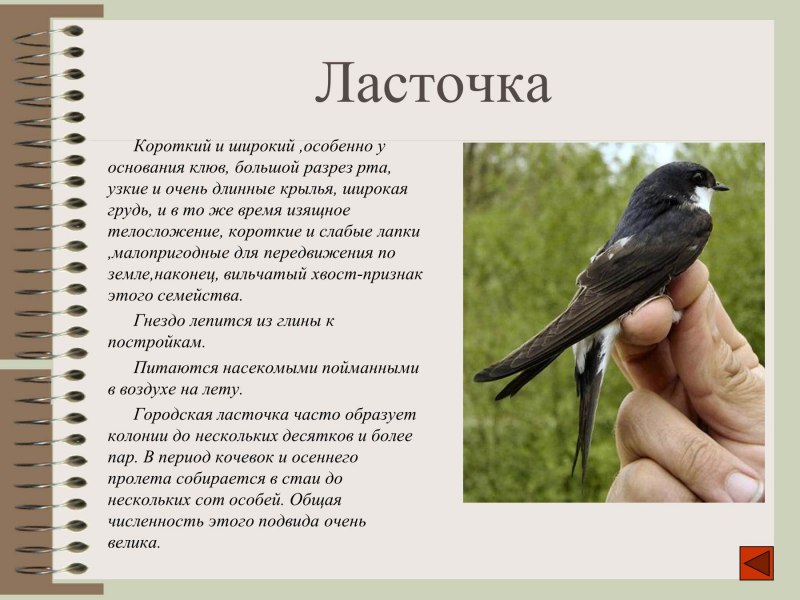 Ласточка птица описание