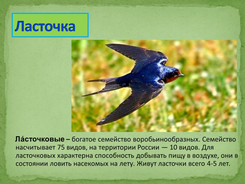 Сведения о Ласточках