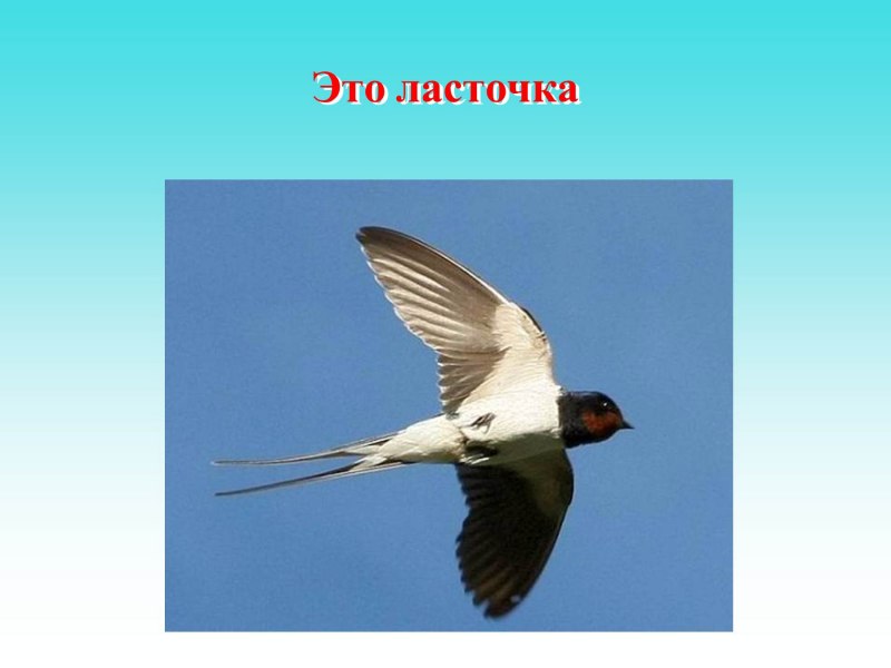 Ласточка для детей