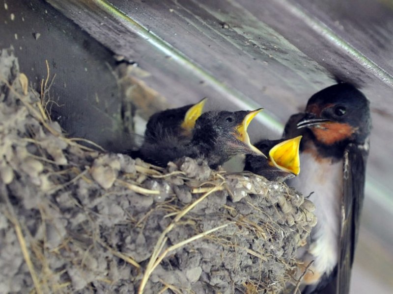 Hirundo Rustica птица монета 2004