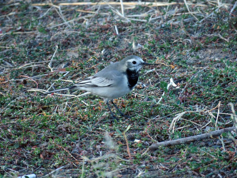 Motacilla personata