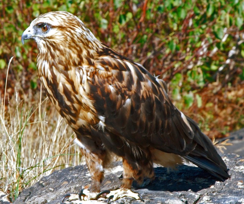 Канюк обыкновенный, Сарыч (Buteo Buteo)