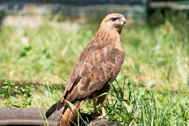 Обыкновенный канюк Buteo Buteo