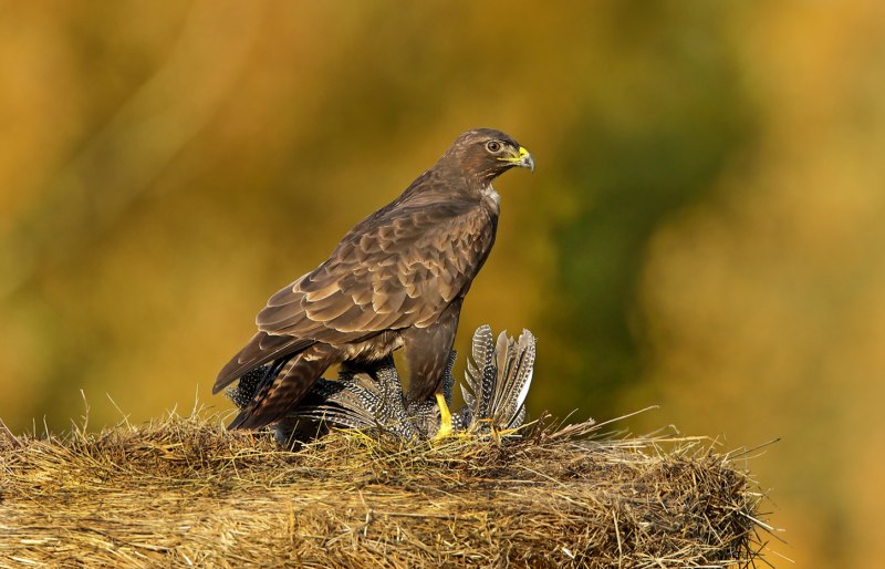 Обыкновенный канюк Buteo Buteo