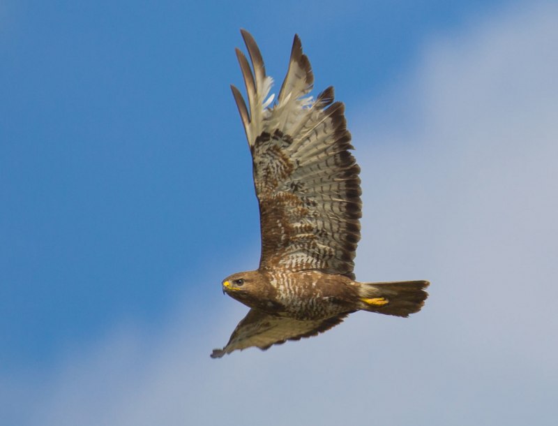 Обыкновенный канюк Buteo Buteo