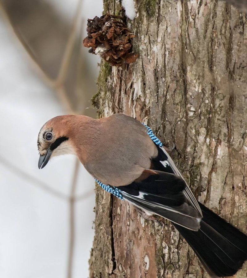 Garrulus glandarius