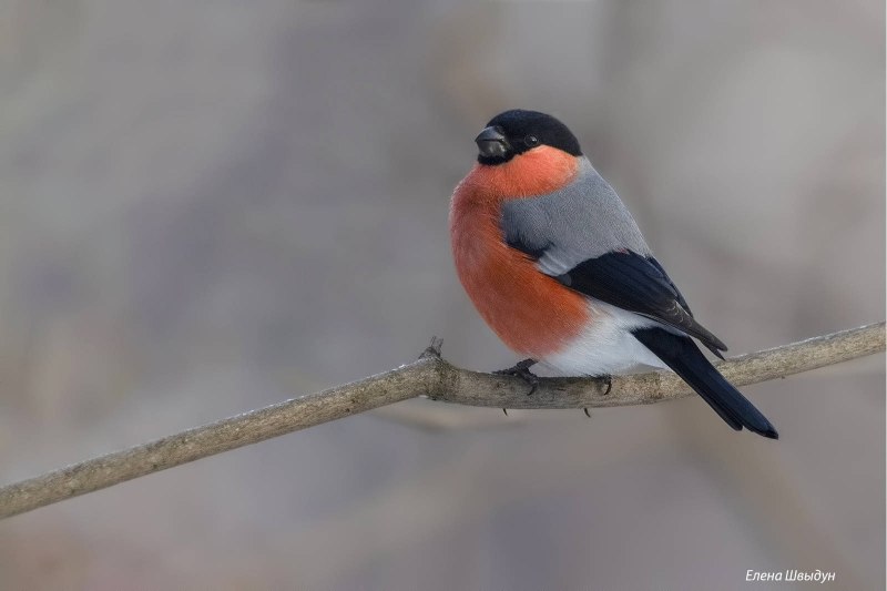 Уссурийский Снегирь (pyrrhula griseiventris)