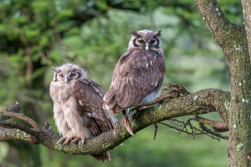 Verreaux's Eagle Owl