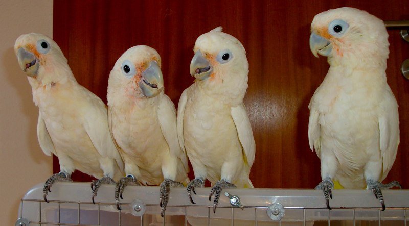 Какаду домашний