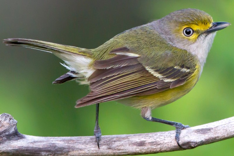 Vireo olivaceus