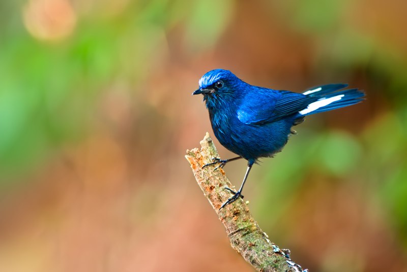 Mountain Bluebird птица