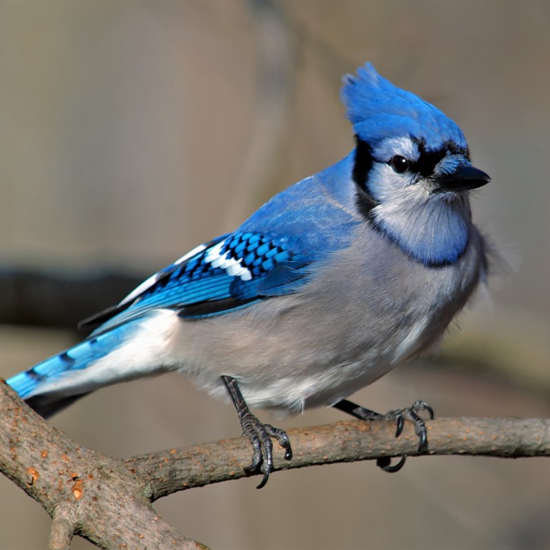 Cyanoptila cyanomelana