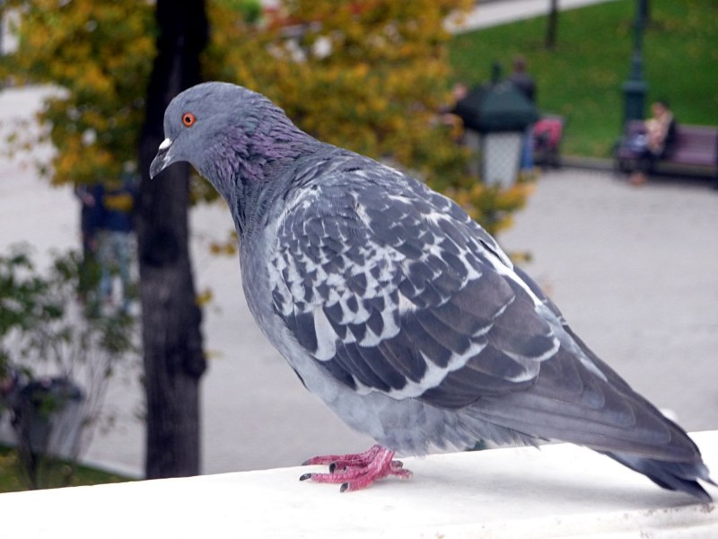 Нарисовать голубя