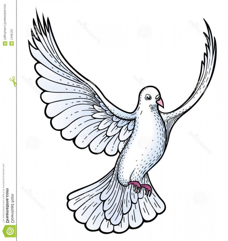 Pigeon Sketch