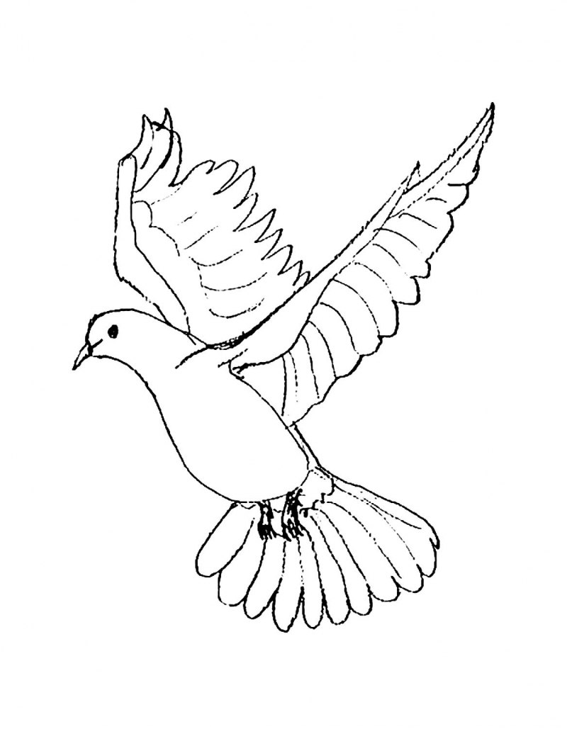 Голубь рисунок