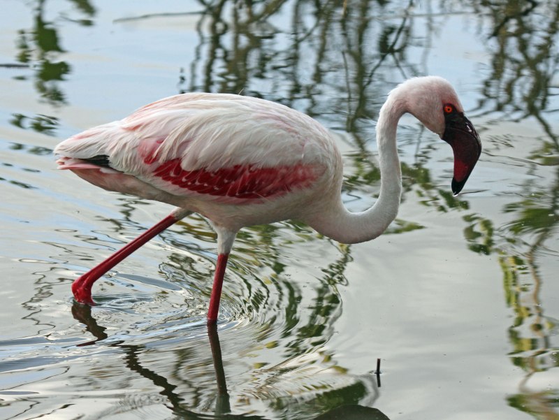 Phoeniconaias Minor
