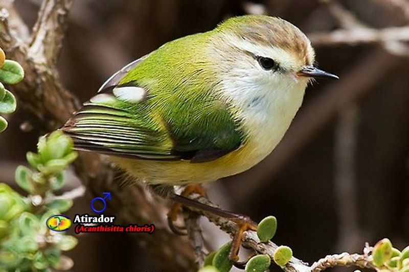 Acanthisitta Chloris
