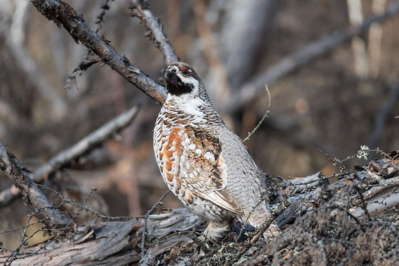 Spruce Grouse