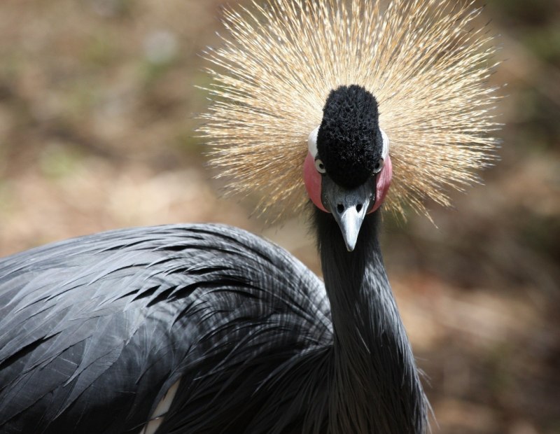 Чибис Vanellus Vanellus