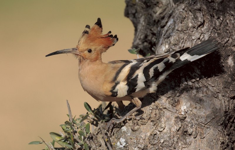 Свиристель обыкновенный (Bombycilla garrulus)