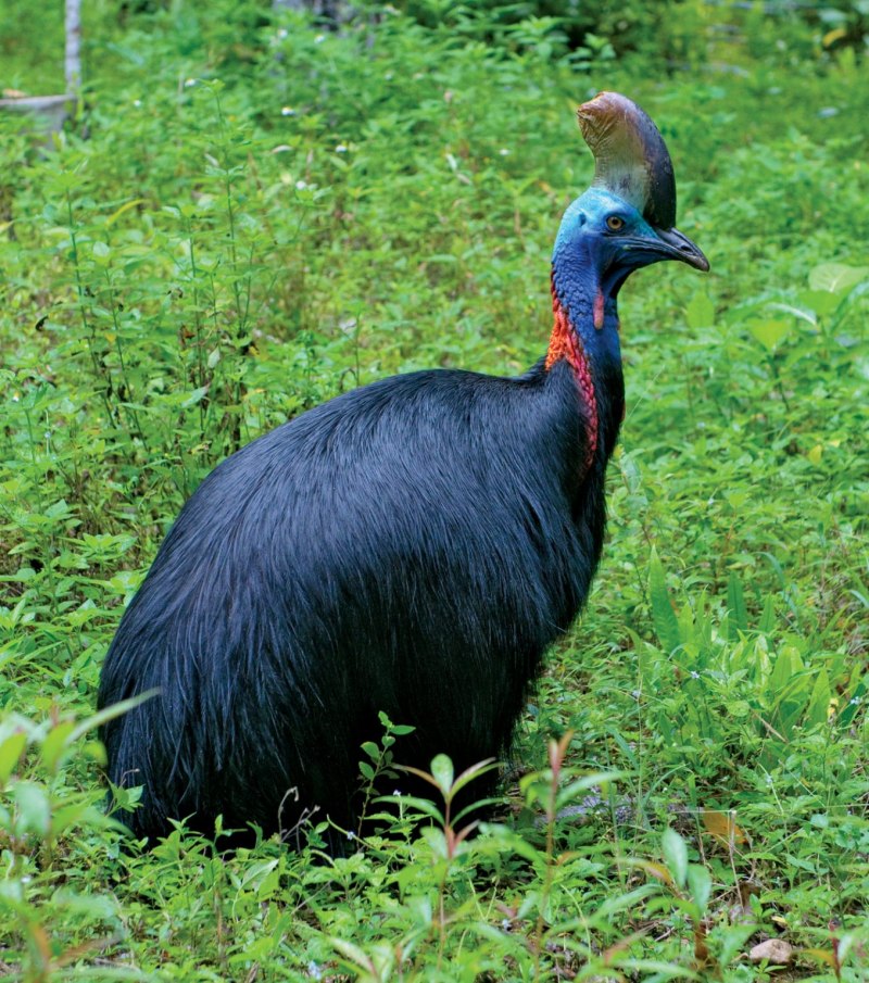 Куропатка Cassowary