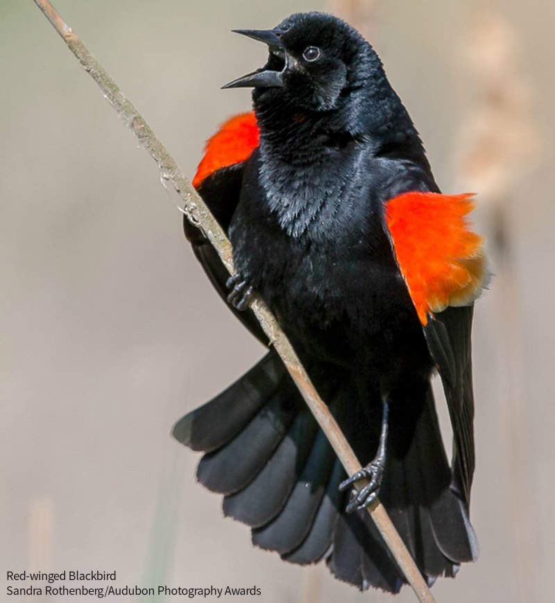 Red Winged Blackbird