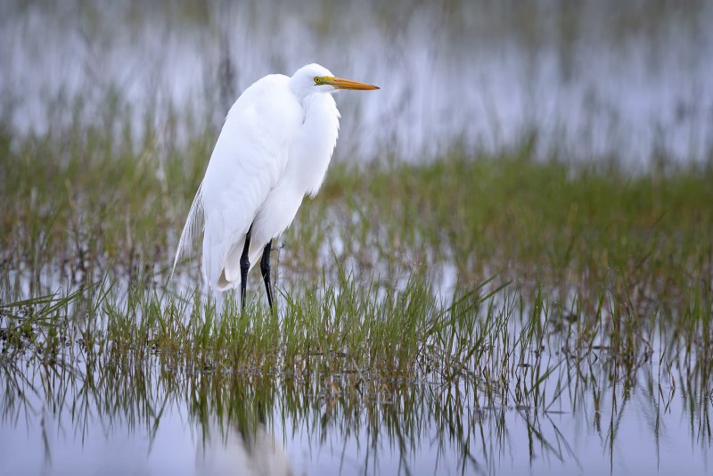 Большая белая цапля Egretta Alba
