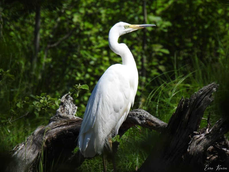 Большая белая цапля (Ardea Alba)
