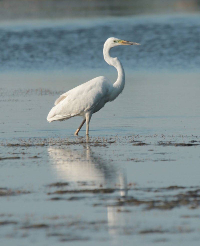 Egretta Alba