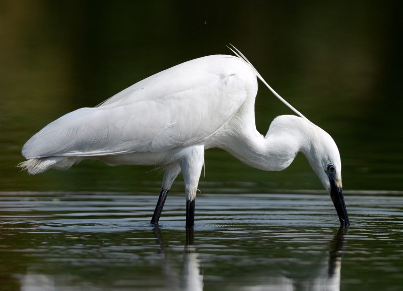 Малая белая цапля Egretta garzetta
