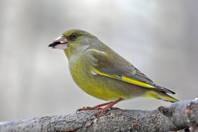 Зеленушка (Chloris Chloris)