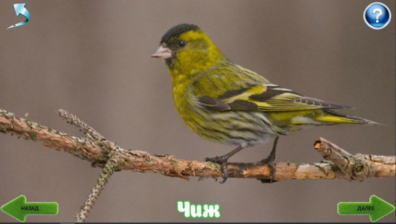 Зеленушка (Chloris Chloris)