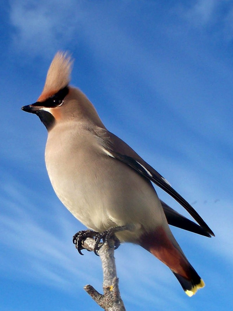 Bombycilla garrulus