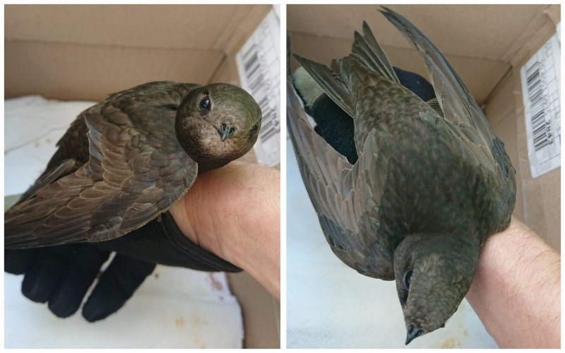 Common Swift