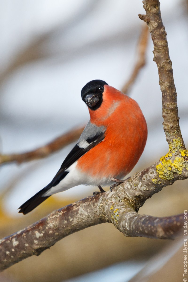 Bullfinch Snow