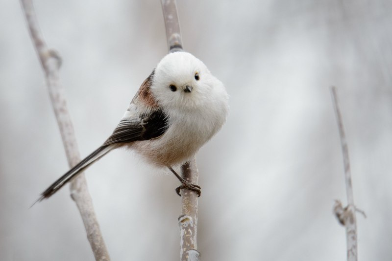 Ополовник птицы зимой (53 фото)