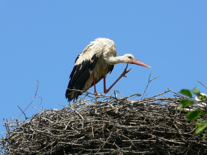 Большая белая цапля (Ardea Alba)