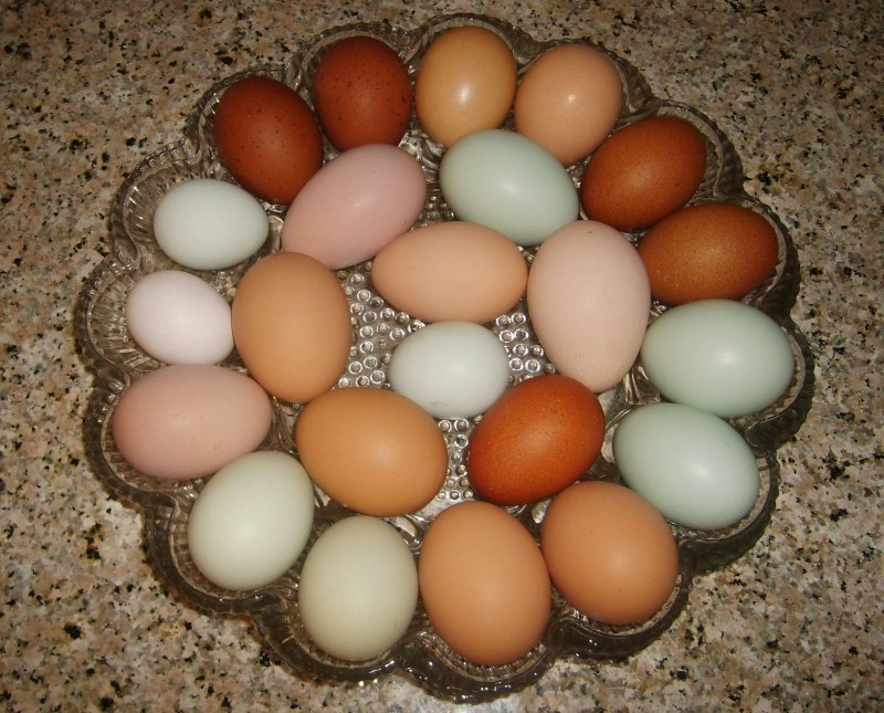 Породы кур пасхальной породы
