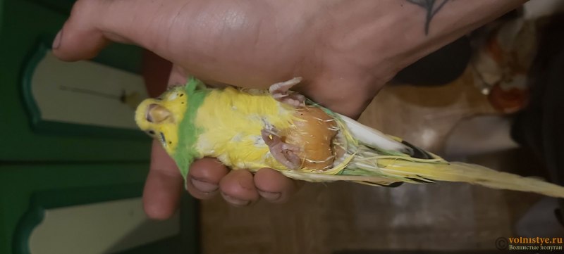 Яйца попугая