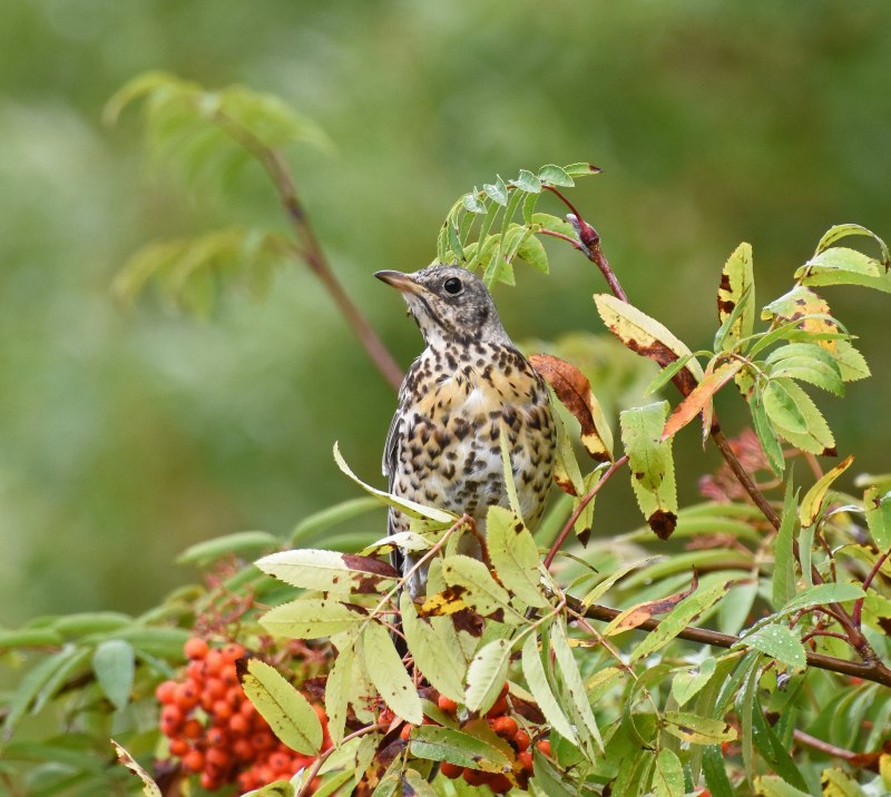 Дрозд-рябинник (turdus pilaris)