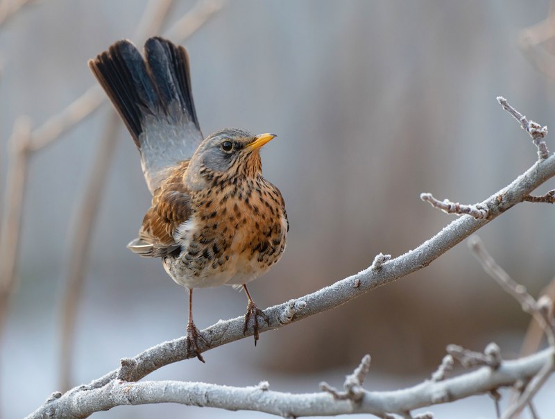 Дрозд-рябинник (turdus pilaris)